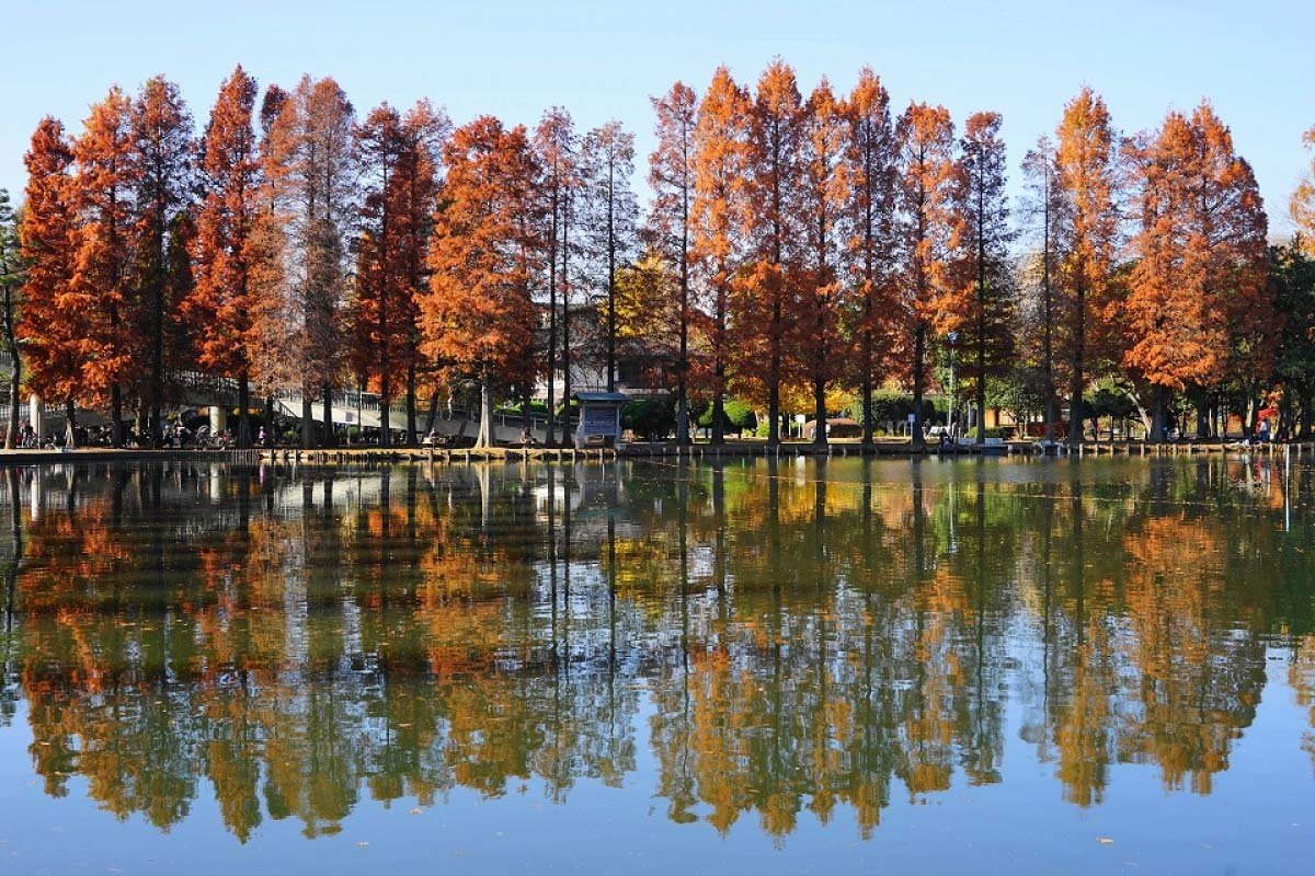 🌳 사이타마 시영 별소늪 공원(사이타마 시에이 벳쇼누마 코엔) 이미지 3